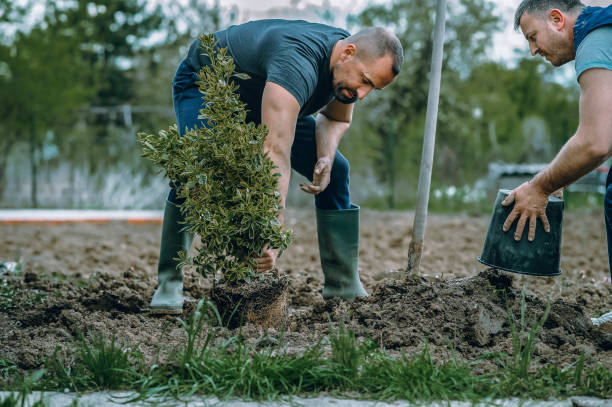 Best Tree and Shrub Care  in Kimball, TN