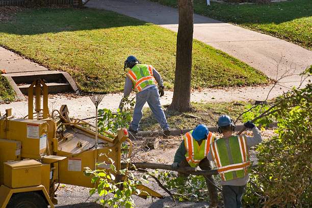 Best Palm Tree Trimming  in Kimball, TN